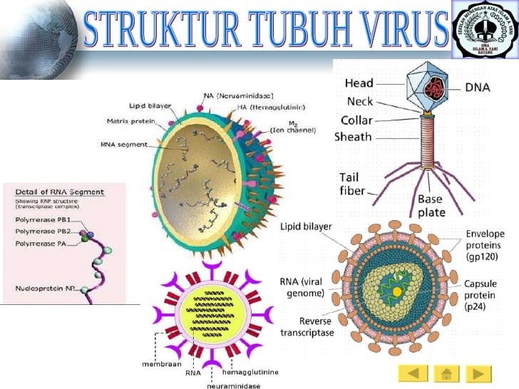 tubuh virus