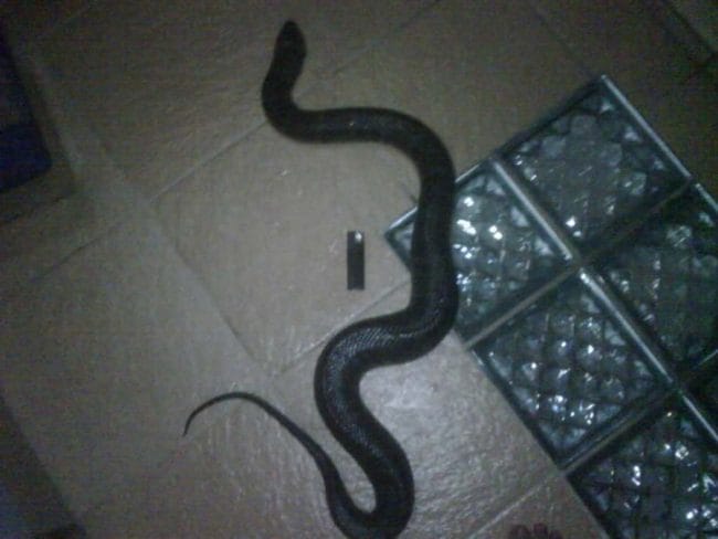 ular kadut lagi merayap di lantai
