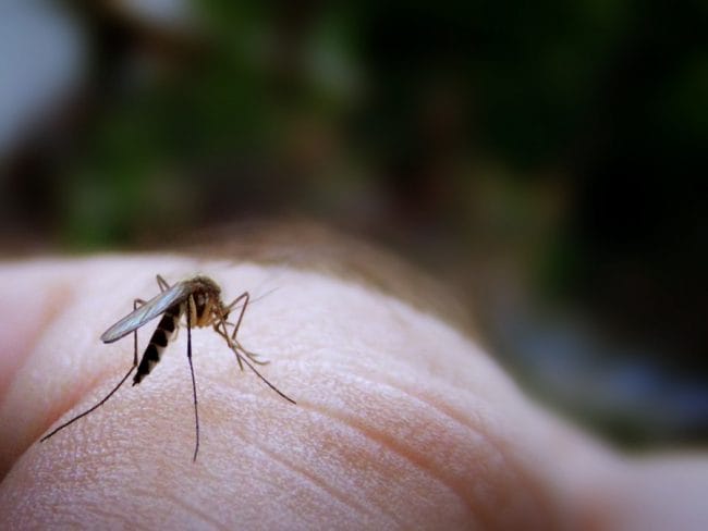 Yang Disukai Nyamuk Demam Berdarah