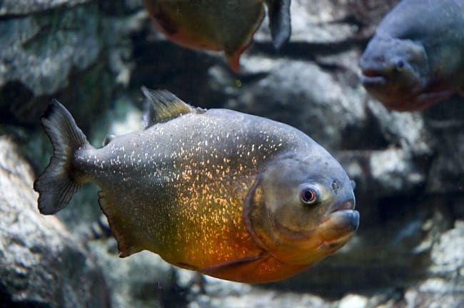 Gregory_Moine_-_Red_bellied_Piranha_(by)