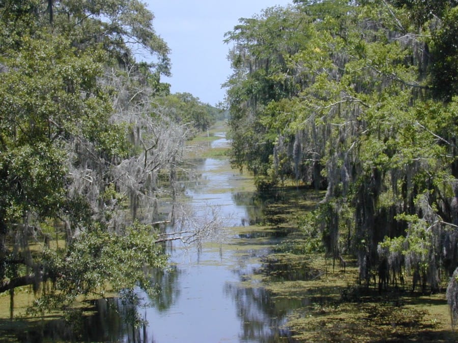 Louisiana Bayou