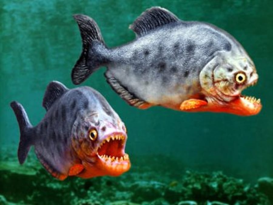 Two-Piranhas1