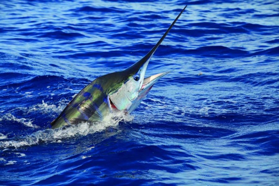 sportfishingmag.com