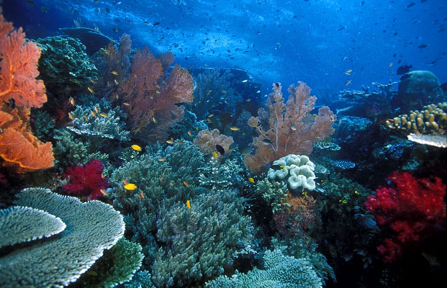 coralreefs.net