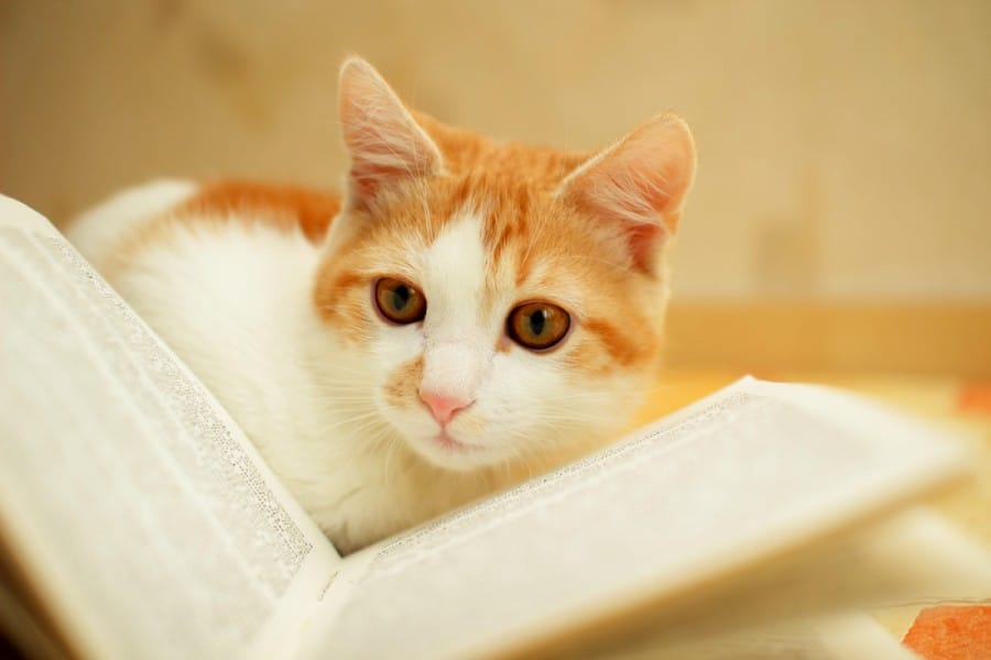 book-cat