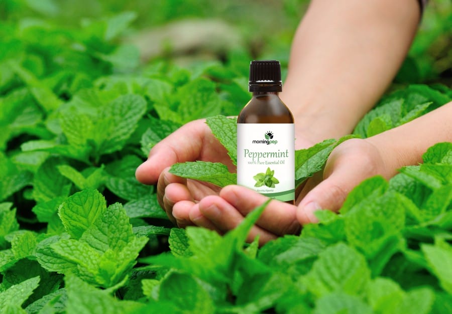 peppermint-oil-image-3