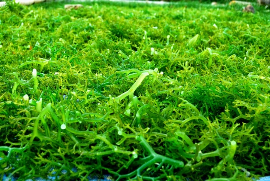 rumput-lautt
