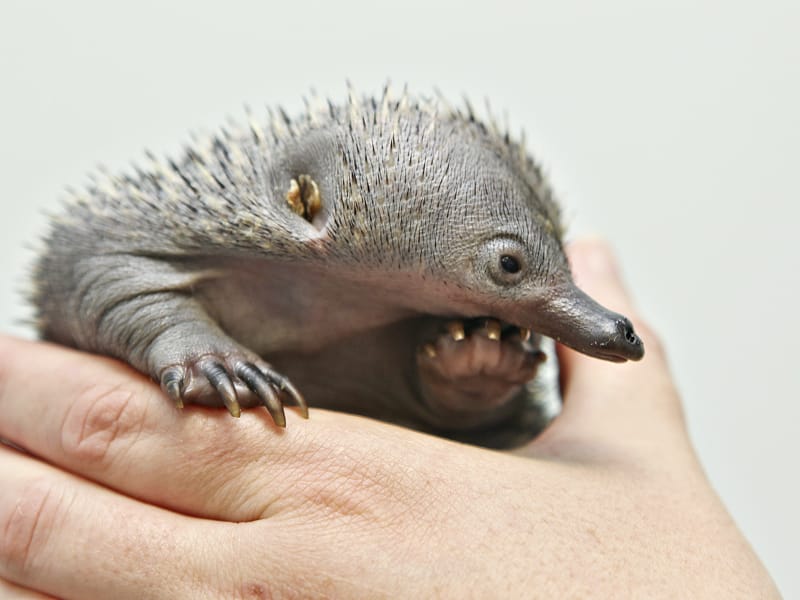 Echidnas