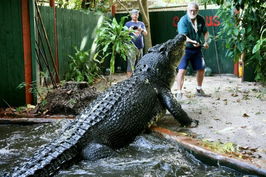 buaya terbesar australia