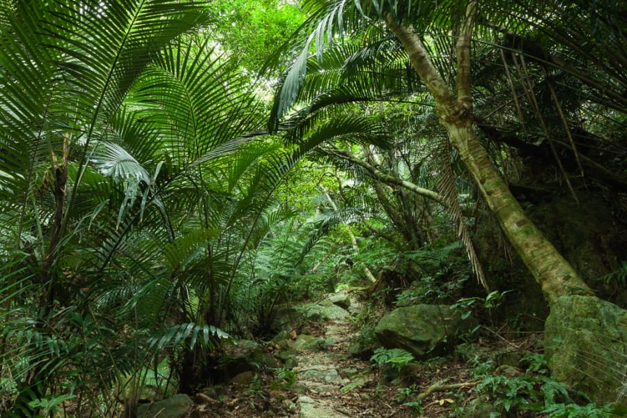 hutan hujan tropis