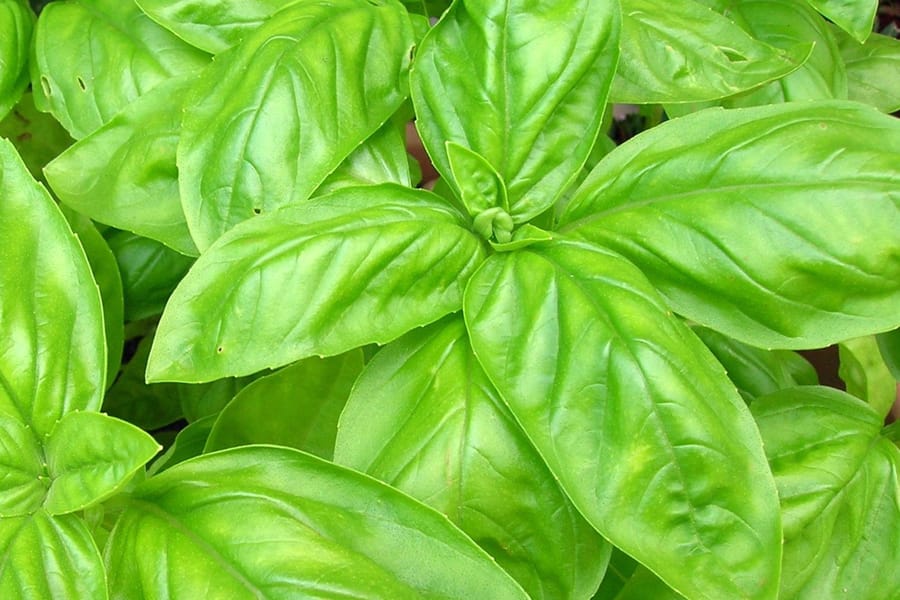 Basil_ItalianLargeLeaf