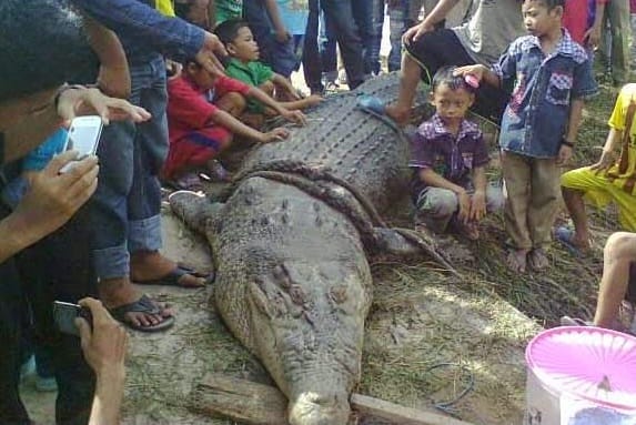 buaya terbesar