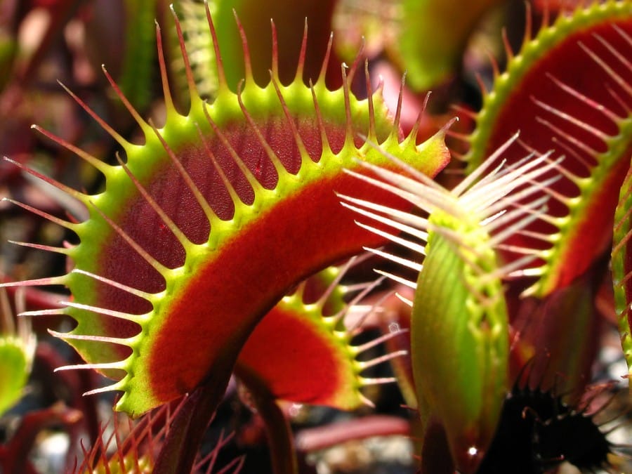 Bunga Dionaea Muscipula