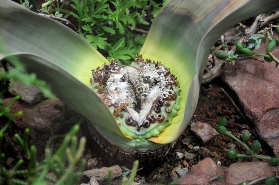 Bunga Welwitschia Marabilis