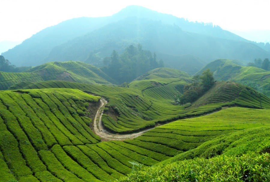 Wisata Cameron Highland