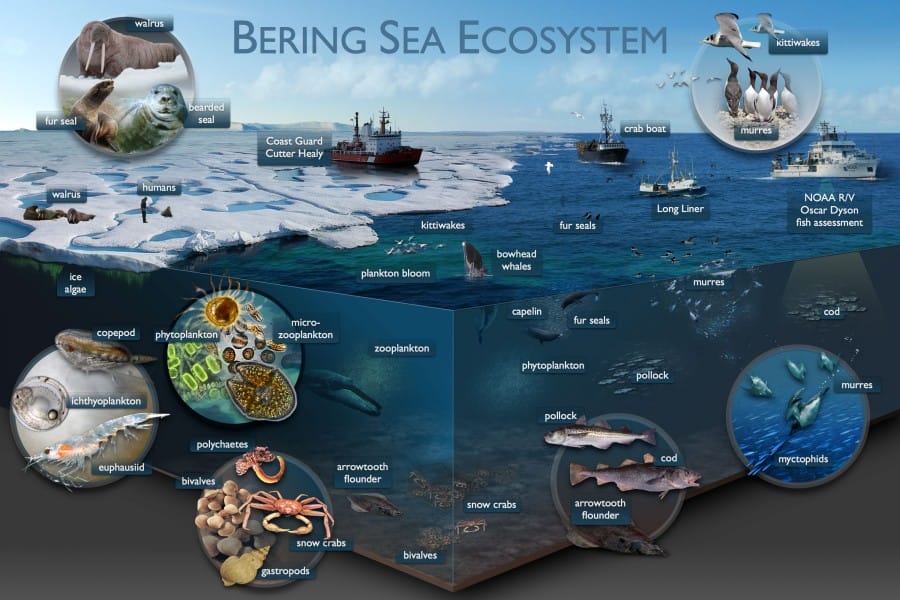 Ekosistem Laut Bering 