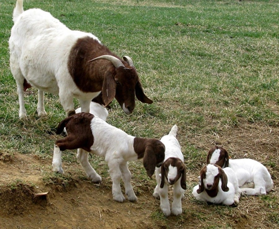 Kambing Boer