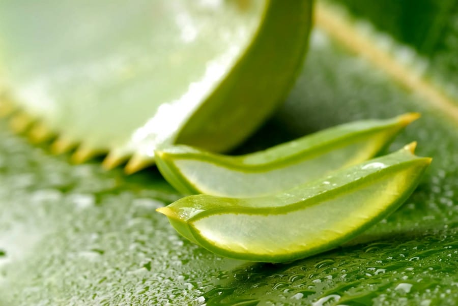 Khasiat air cucian beras juga bisa sebanding dengan aloevera| Pict by