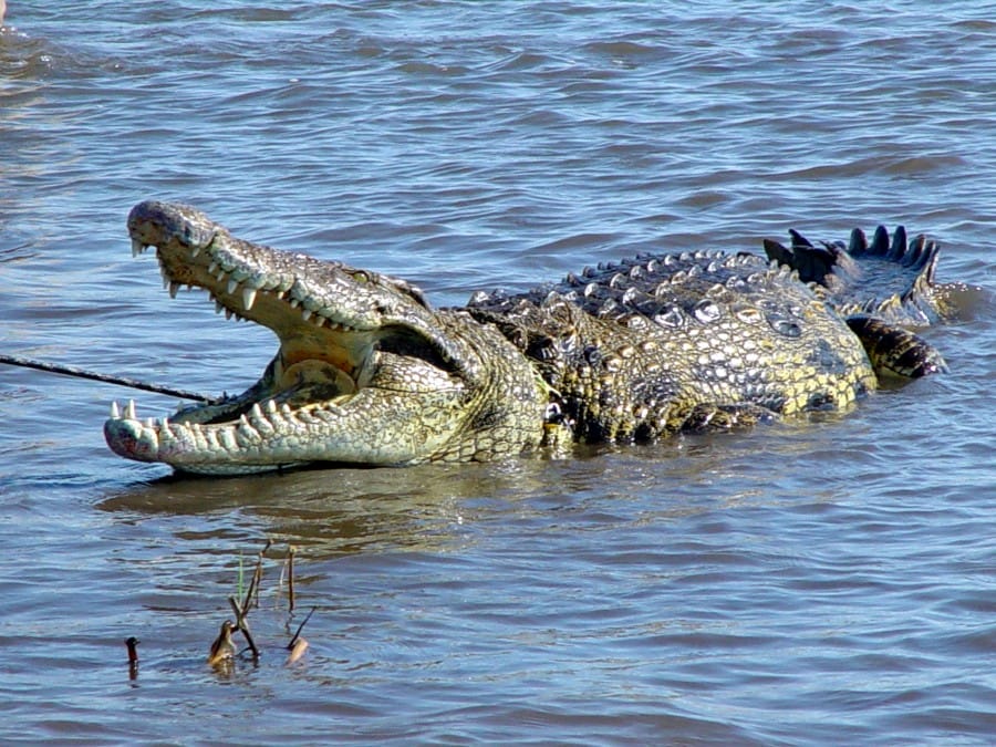 buaya terbesar