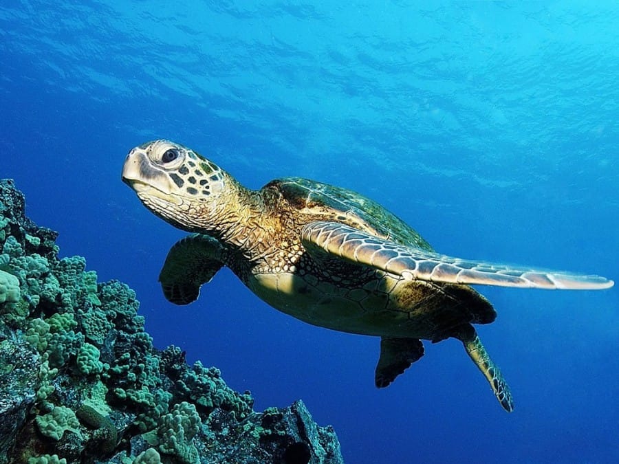 KEPULAUAN DERAWAN KALIMANTAN TIMUR PENYU