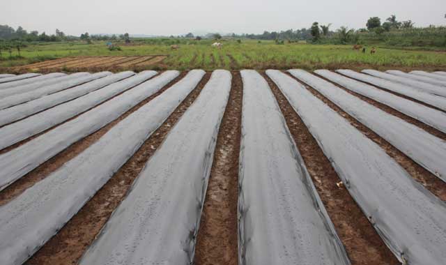 Persiapan Lahan Budidaya Cabai Keriting