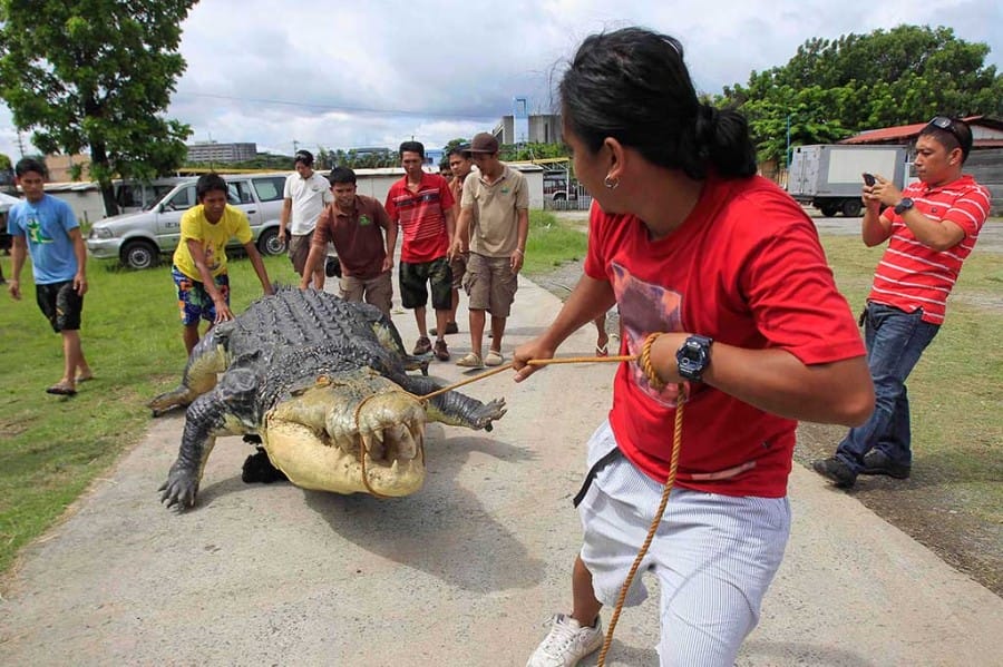 buaya longlong