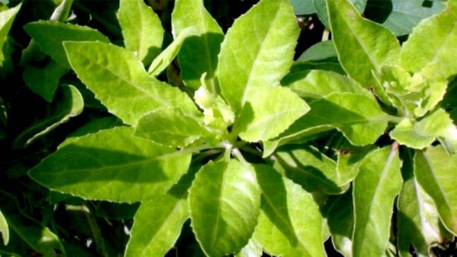beluntas-leaf