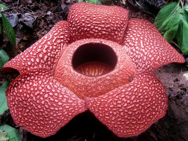 bunga Rafflesia Arnoldi