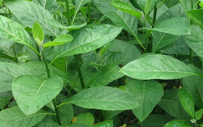 obat herbal daun afrika