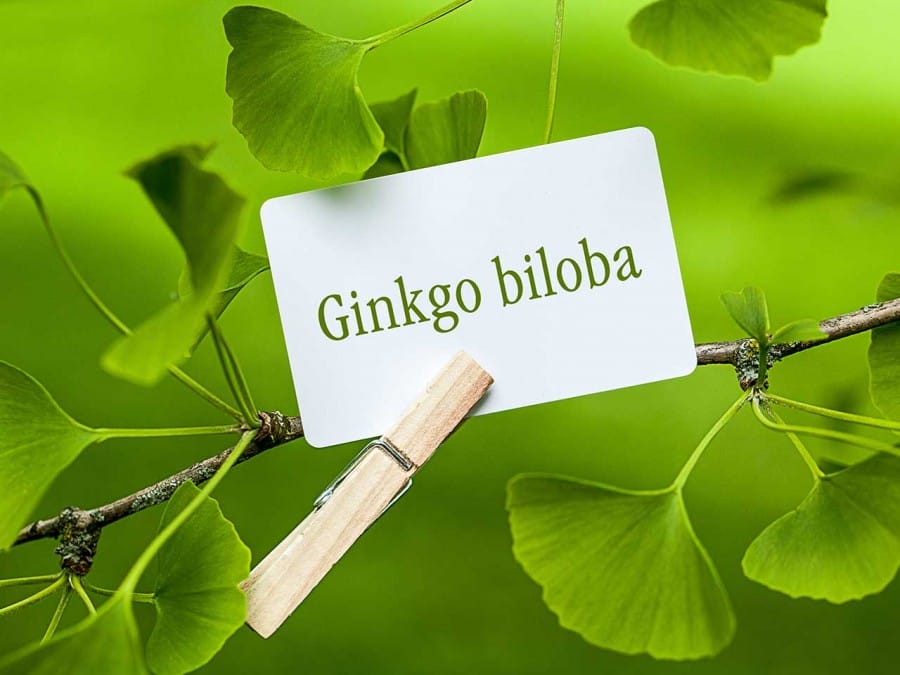 ginkgo-biloba