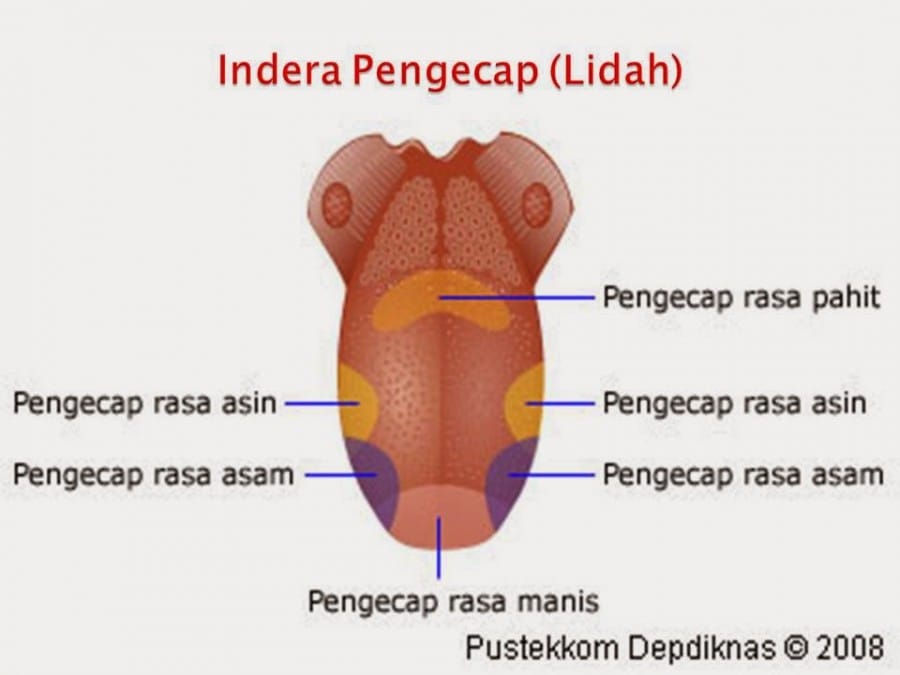 fungsi kuncup rasa