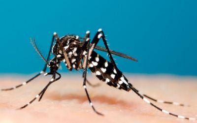 nyamuk-aedes-aegypti