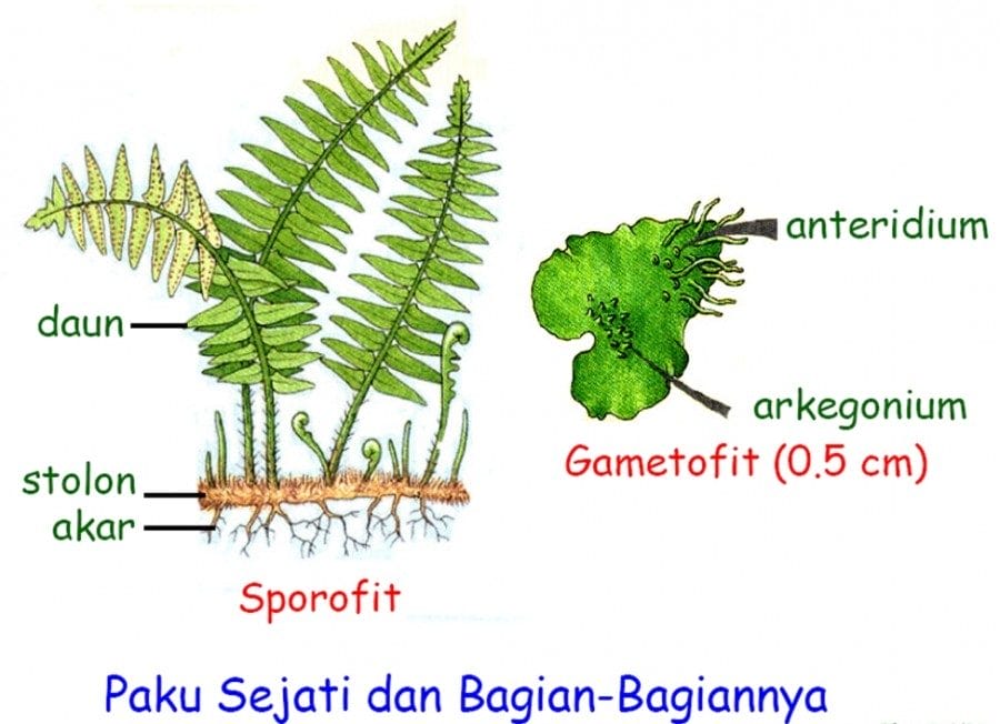 sciencebooth.com