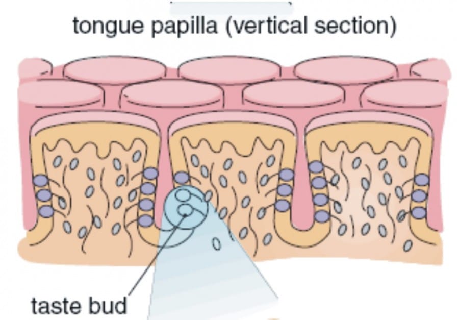 papila lidah