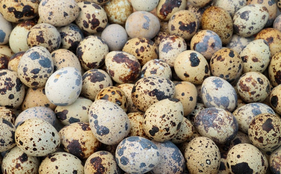 produksi-telur-puyuh