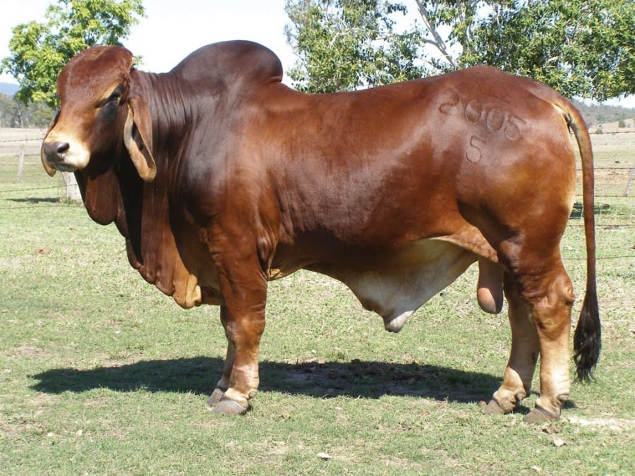 sapi brahman