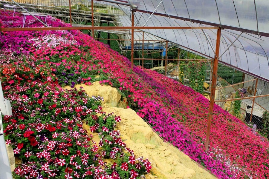 kebun bunga lavender