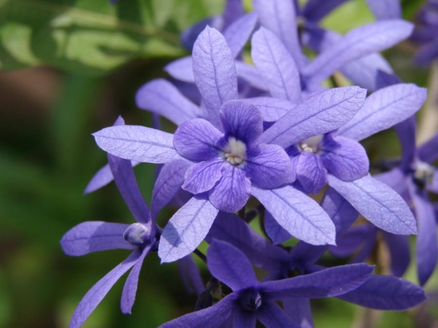 tanaman Petrea volubilis