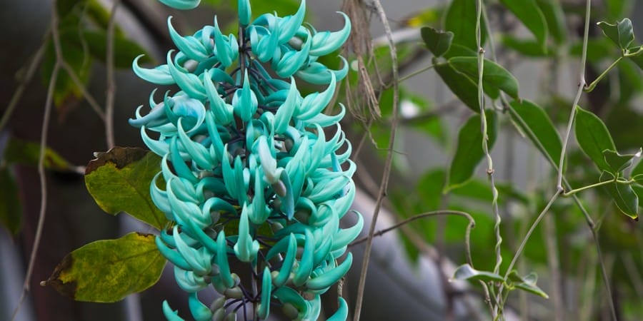 tanaman dinding jade vine