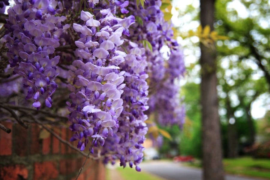 tanaman dinding wisteria