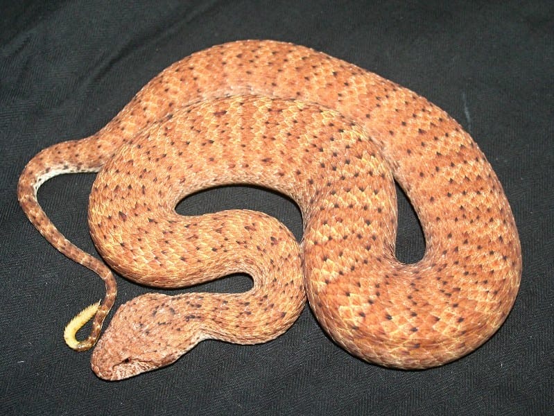 ular death adder