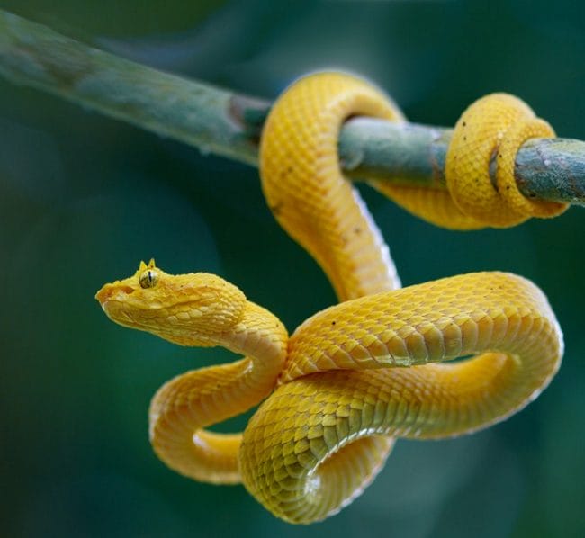 ular viper