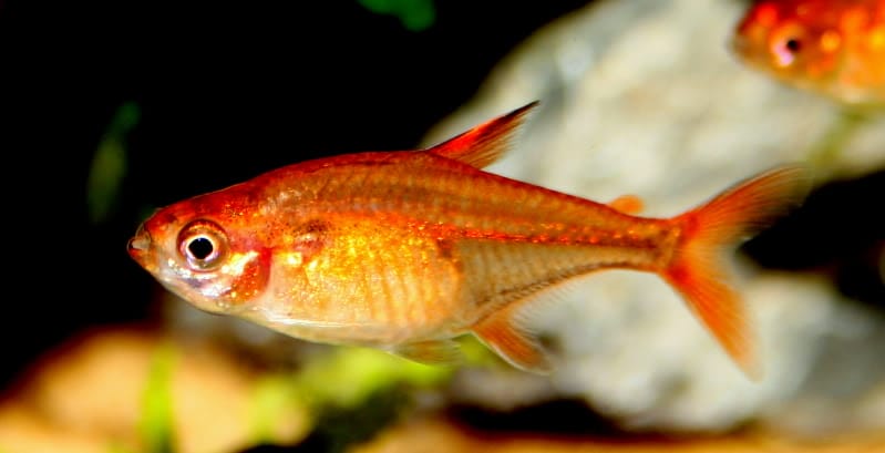 ember tetra