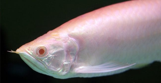 Ikan Arwana Albino
