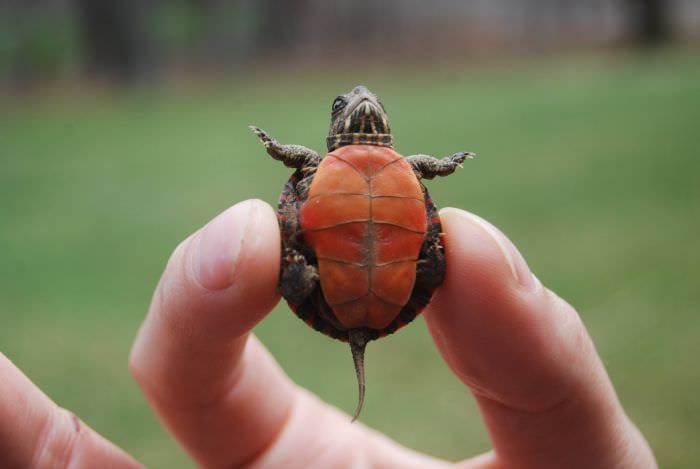 Speckled Padloper