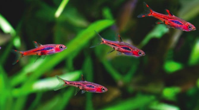 chili rasbora