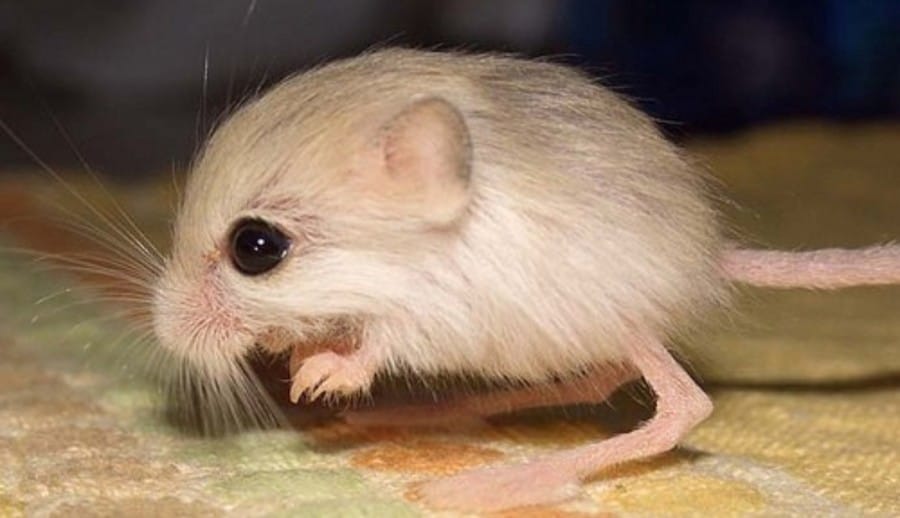 Pygmy Jerboa