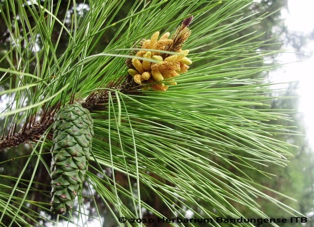 Tanaman Gymnopermae Kelas Coniferae