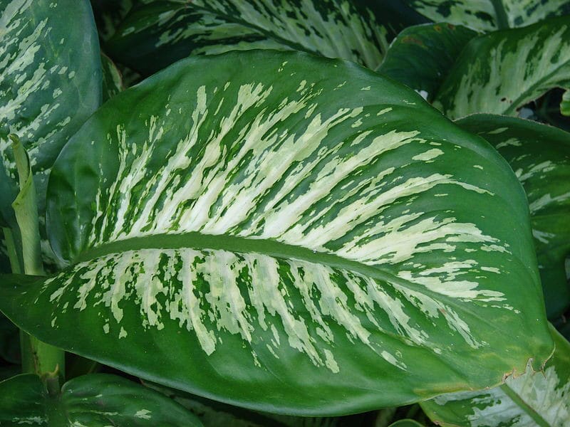 tanaman-Dieffenbachia