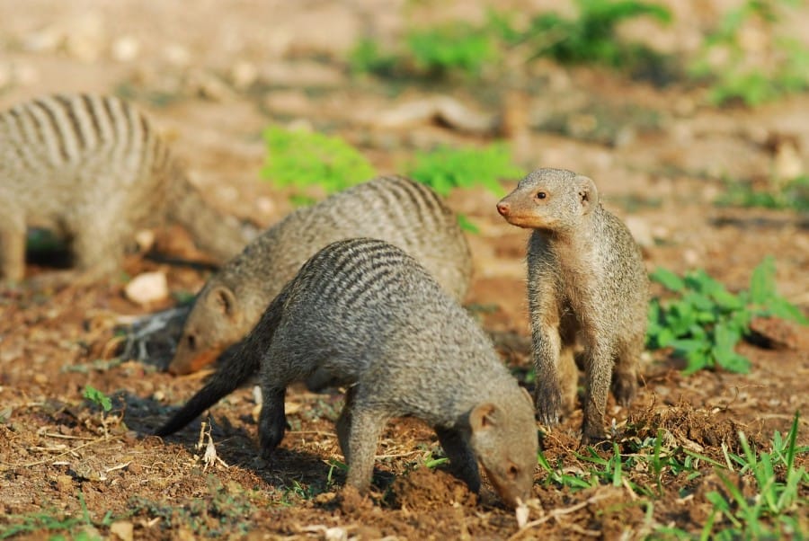 Mongooses